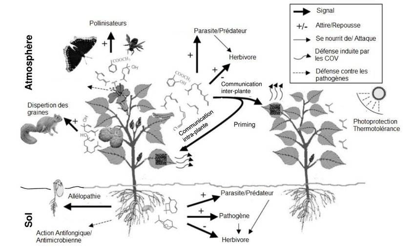 interactions plante-plante et plante-environnement WP1