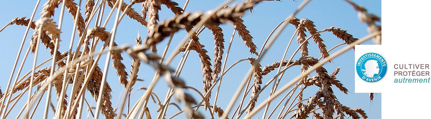 photo de blé et logo Investissement d'avenir "Cultiver-Protéger autrement"